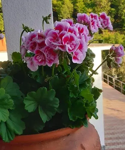 Gasthof Da Nonno Vittorio Vescina
