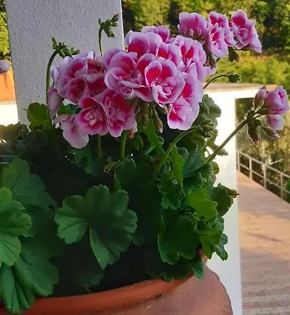 Гостевой дом Da Nonno Vittorio Vescina